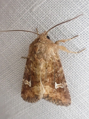 Lacinipolia stricta