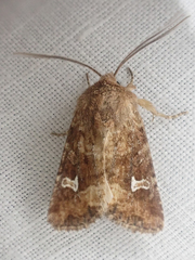 Lacinipolia stricta