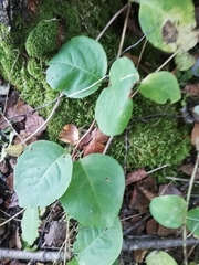 Lonicera caprifolium