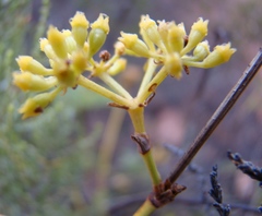Notobubon striatum