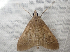 Mecyna mustelinalis