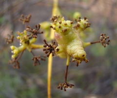 Notobubon striatum