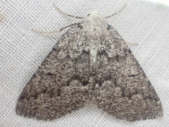 Sabulodes packardata