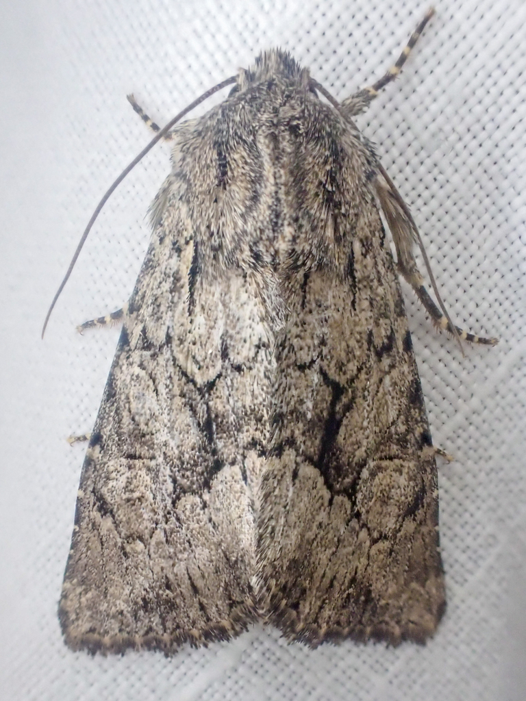 Apamea longula