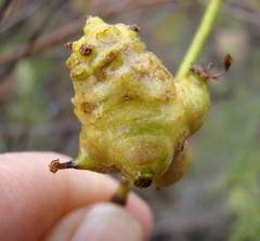 Notobubon striatum