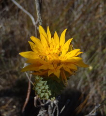 Lachnaea aurea
