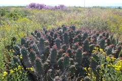 Euphorbia mammillaris