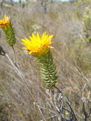 Lachnaea aurea