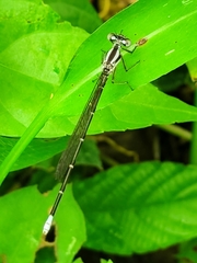 Argia frequentula