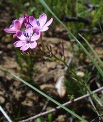Freesia verrucosa