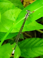 Argia frequentula