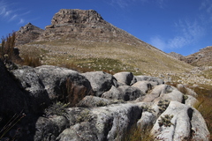 Dolichothrix ericoides