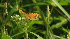 Junonia almana javana