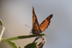 Charaxes jahlusa