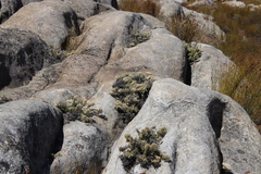 Dolichothrix ericoides