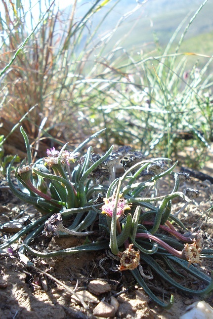 Mesembryanthemum stenophyllum L. Bolus