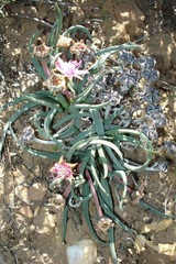 Marlothistella stenophylla