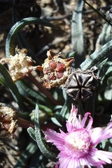 Marlothistella stenophylla