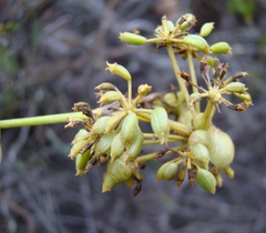 Notobubon striatum