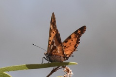 Charaxes jahlusa