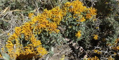Dufourea flammea