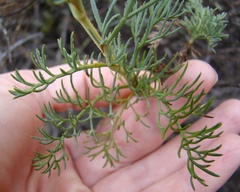 Notobubon striatum