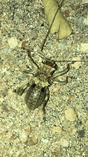 Enyaliopsis ilala