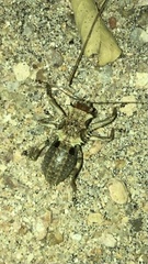 Enyaliopsis ilala