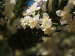 Struthiola hirsuta