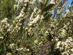 Struthiola hirsuta