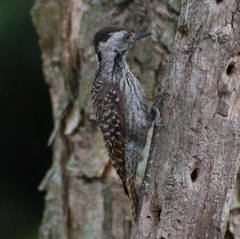 Cardinal Woodpecker photo 4