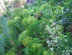 Notobubon tenuifolium