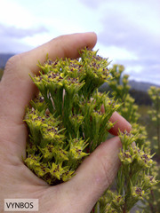Leucadendron corymbosum