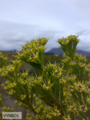 Leucadendron corymbosum