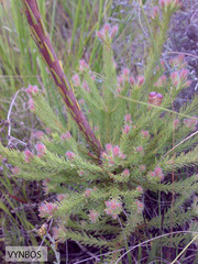 Leucadendron corymbosum