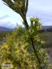 Leucadendron corymbosum