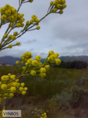 Leucadendron corymbosum