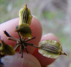 Notobubon striatum