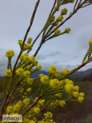 Leucadendron corymbosum