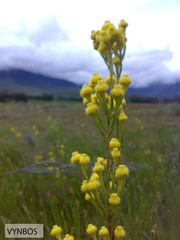 Leucadendron corymbosum