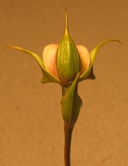 Disperis capensis brevicaudata