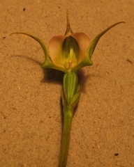 Disperis capensis brevicaudata