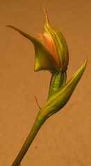 Disperis capensis brevicaudata