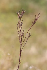 Erysimum hieraciifolium