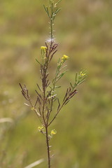 Erysimum hieraciifolium