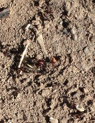 Messor capensis