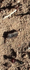 Messor capensis