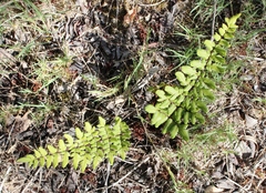 Cheilanthes viridis viridis