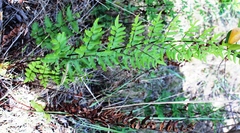 Cheilanthes viridis viridis