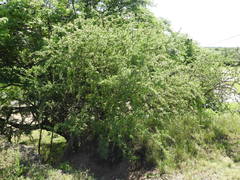 Geoffroea decorticans